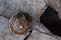 Hygromia cinctella