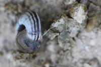 Candidula unifasciata