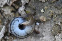 Candidula unifasciata