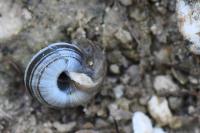 Candidula unifasciata