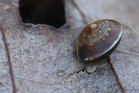 Hygromia cinctella