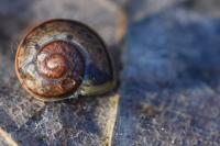 Cepaea