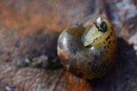 Cepaea