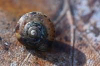 Cepaea