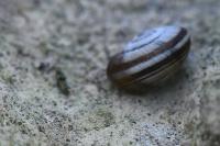 Candidula unifasciata