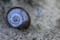 Candidula unifasciata