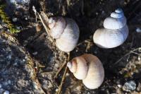 Pomatias elegans