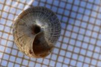 Xeroplexa intersecta