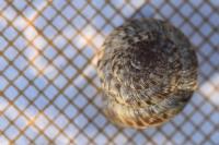 Xeroplexa intersecta