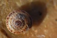 Xeroplexa intersecta