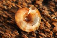 Gonyodiscus rotundatus