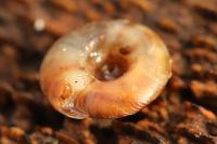 Gonyodiscus rotundatus