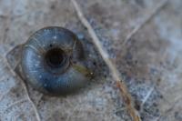 Gonyodiscus rotundatus