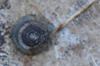 Gonyodiscus rotundatus