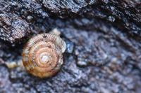 Gonyodiscus rotundatus
