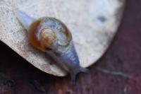 Semilimax pyrenaicus
