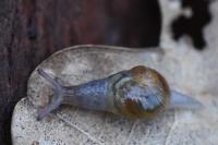 Semilimax pyrenaicus