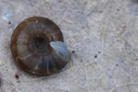 Gonyodiscus rotundatus