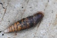 Cochlodina laminata