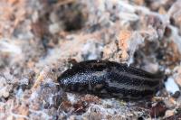 Limax maximus
