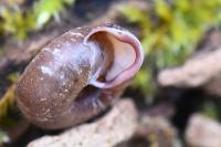 Helicodonta obvoluta
