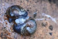 Semilimax pyrenaicus