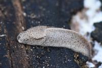 Tandonia rustica