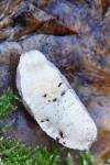 Tandonia rustica