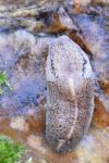 Tandonia rustica