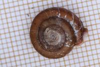 Helicodonta obvoluta