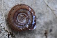 Helicodonta obvoluta