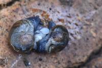 Semilimax pyrenaicus