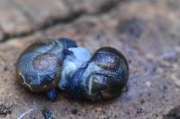 Semilimax pyrenaicus