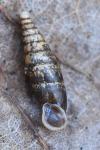 Cochlodina laminata