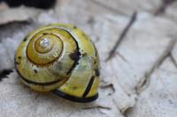 Cepaea nemoralis