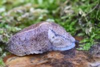 Tandonia rustica