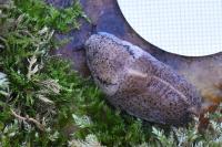 Tandonia rustica