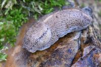 Tandonia rustica