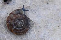 Gonyodiscus rotundatus