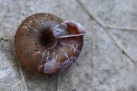 Helicodonta obvoluta