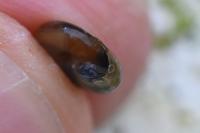 Oxychilus draparnaudi