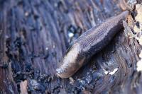 Lehmannia marginata