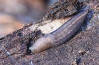 Lehmannia marginata
