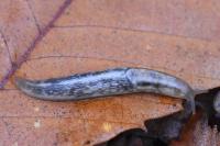 Lehmannia marginata