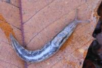 Lehmannia marginata