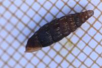 Clausilia bidentata