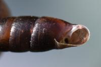 Cochlodina laminata