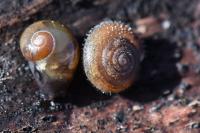 Trochulus hispidus
