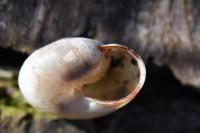 Monacha cartusiana