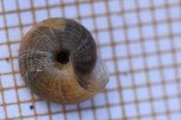 Xeroplexa intersecta